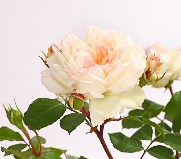 Rosen, verschiedene Sorten