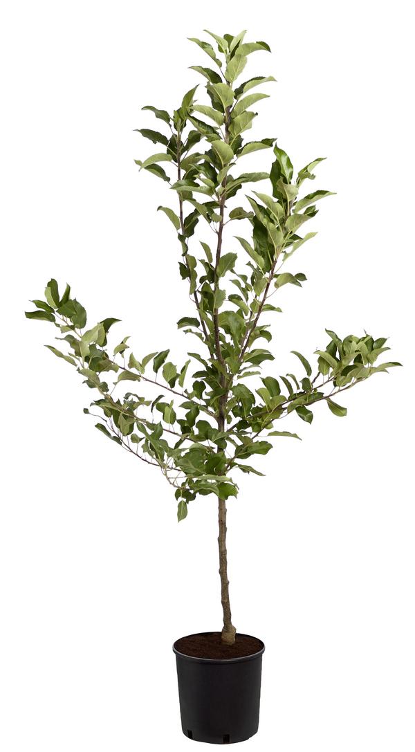 Herbstapfel 'Elstar'