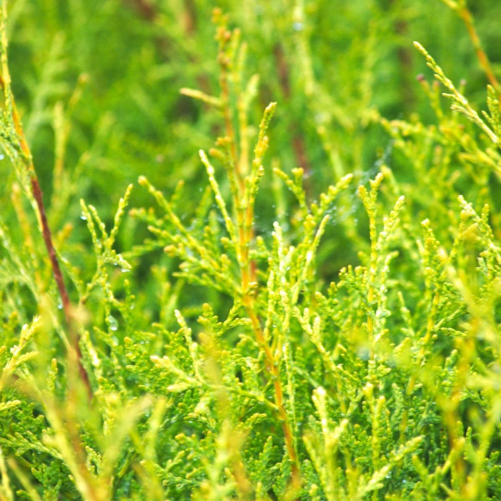 Thuya du canada occidentalis brabant/thuja occidentalis brabant[-]godet - 5/20 cm