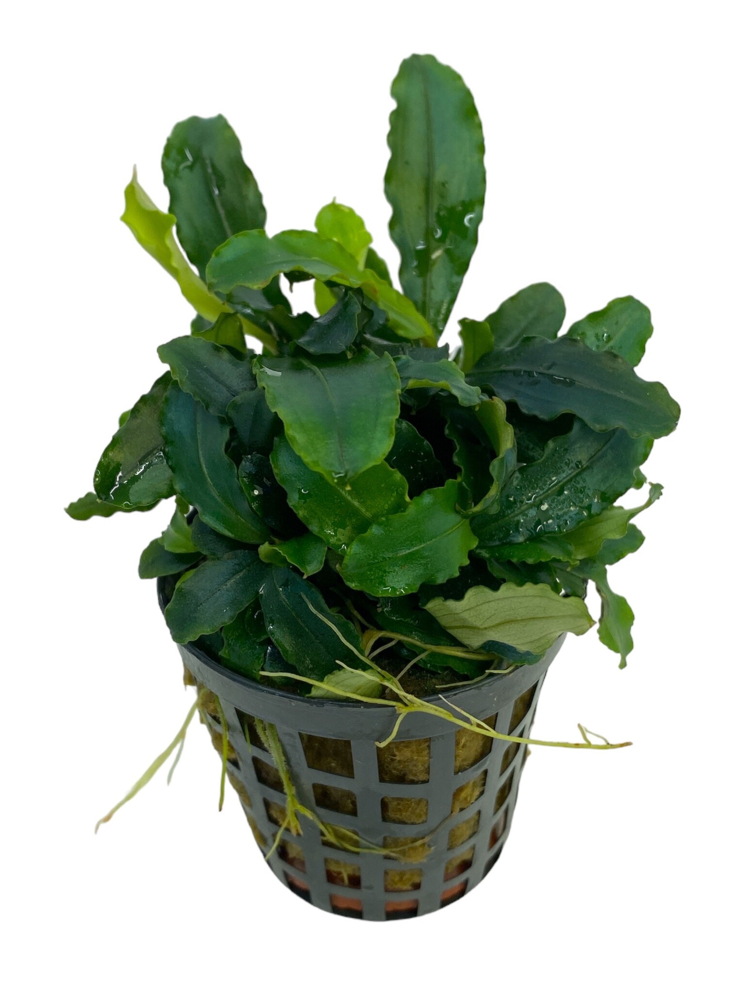 Waterplant Bucephalandra Theia groen