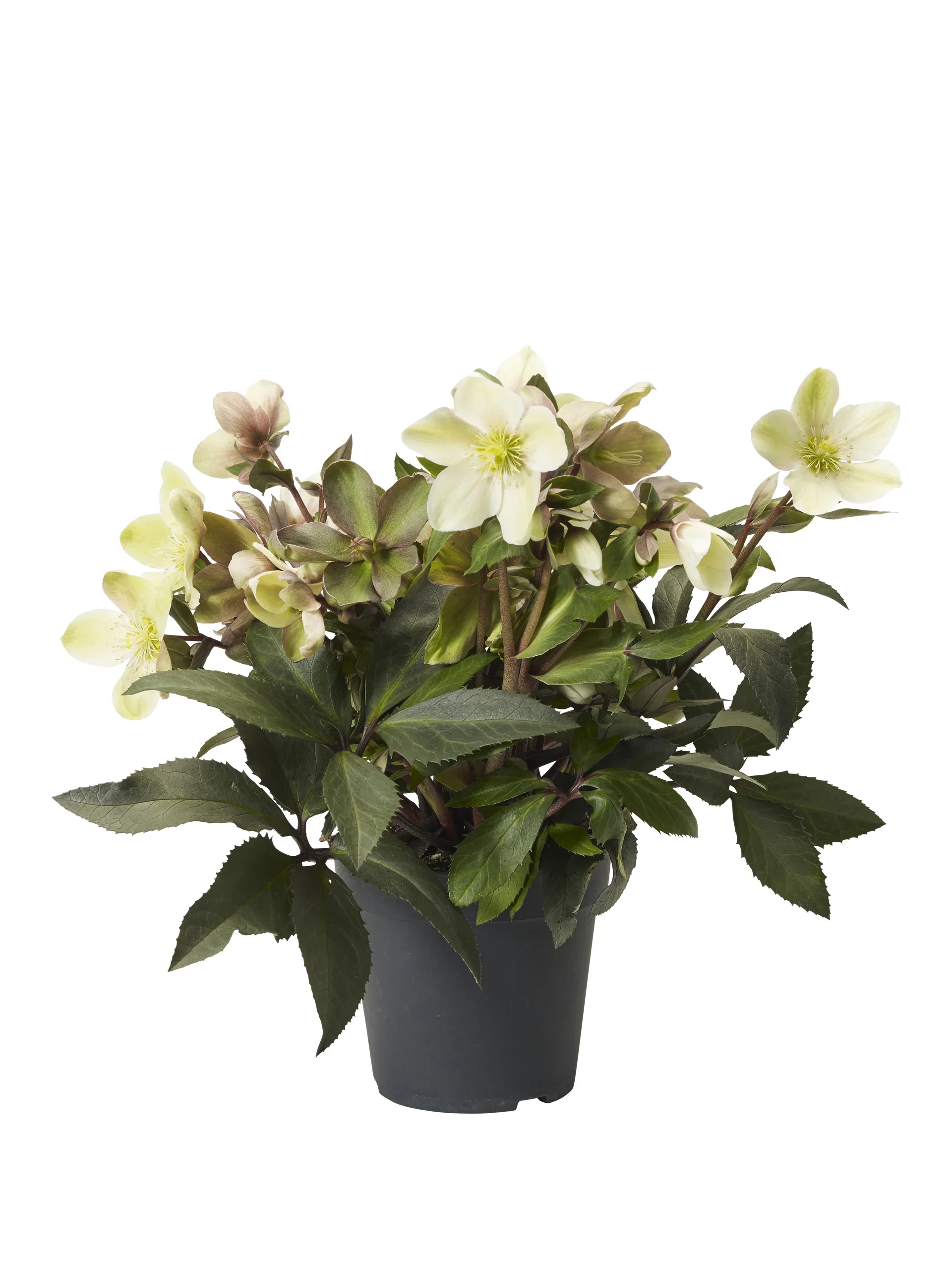 Helleborus × ericsmithii 'Winter Darling'® Julerose 'Winter Darling'® Ø17 cm