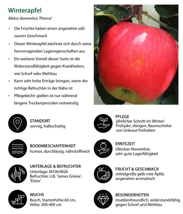 Winterapfel 'Pinova'