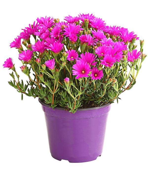 Mittagsblume, Busch