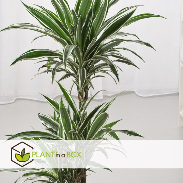 Dracaena deremensis white stripe - 2