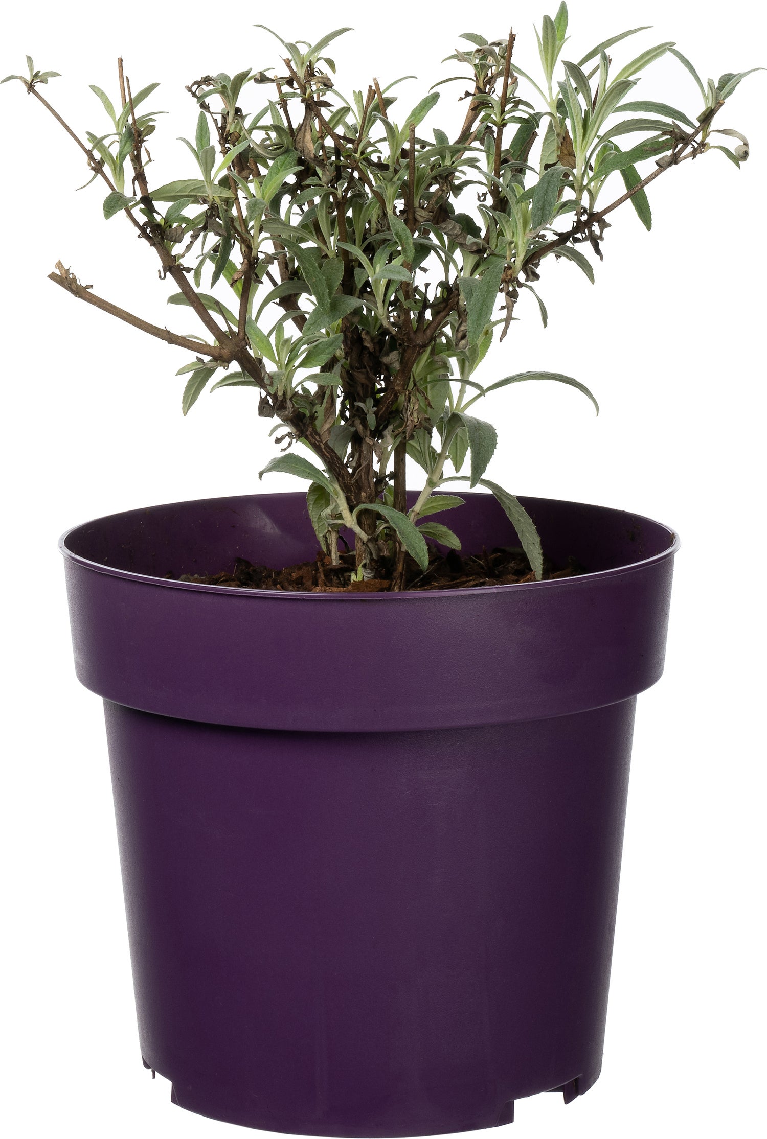 Vlinderstruik (Buddleja 'Buzz Violet') D 17 H 25 cm