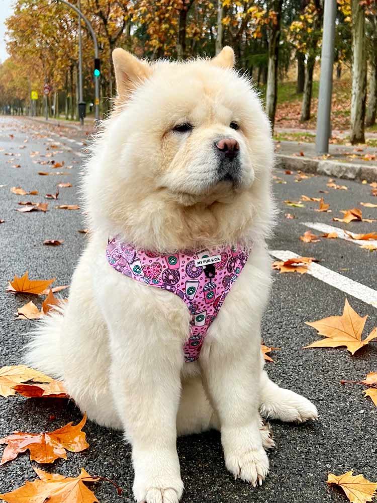 Coleira ajustável Dogpuccino