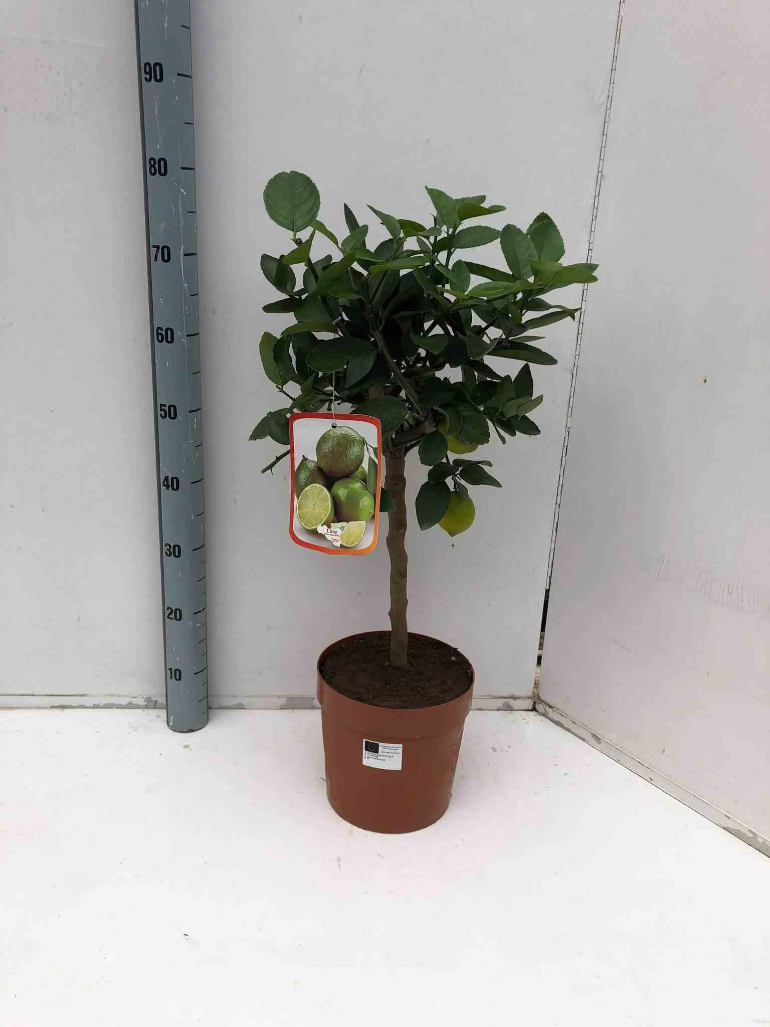 Citrus aurantifolia (citron vert) blanc - taille pot de 4 litres ? 30/50 cm