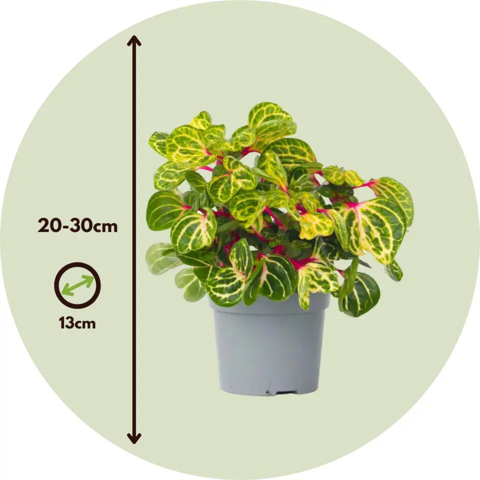 Biefstukplant - Iresine herbstii - Hoogte 20-30cm - ⌀13cm