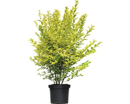 Liguster FloraSelf Ligustrum ovalifolium 'Aureum' H 60-80 cm Co 10 L bossig en compact