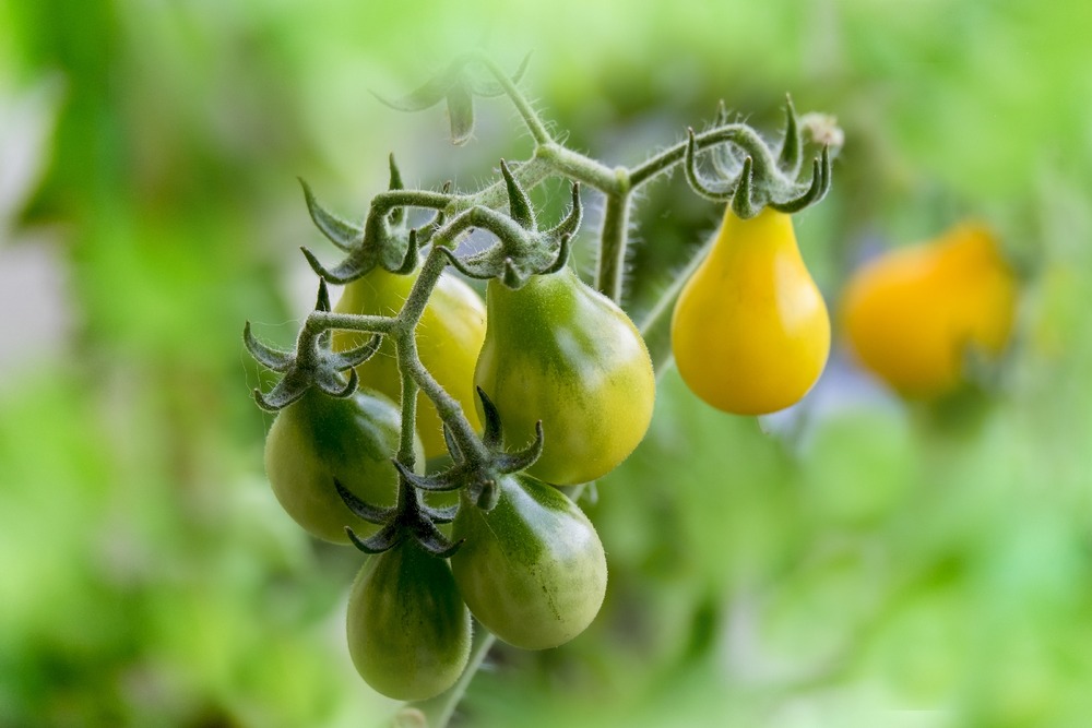 Bio - tomate - yellow submarine - 10 graines - avec substrat - solanum lycopersicum