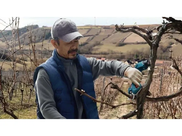 Bosch BOSCH.SEKATOR 12V 25mm PRO PRUNER SOLO B06019K1020 - SOLO