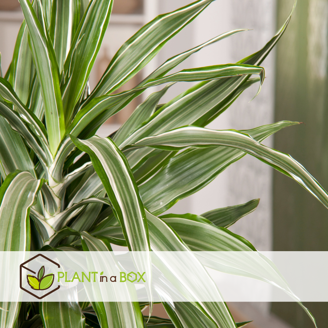 Dracaena deremensis 'warneckei' - taille du pot 17 cm - hauteur 60-70 cm