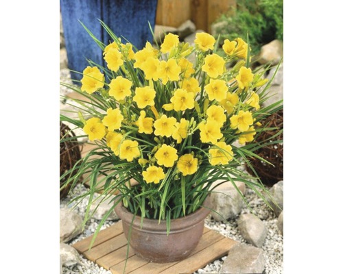 Vaste planten in diverse soorten FloraSelf H 15-30 cm Co 2 L