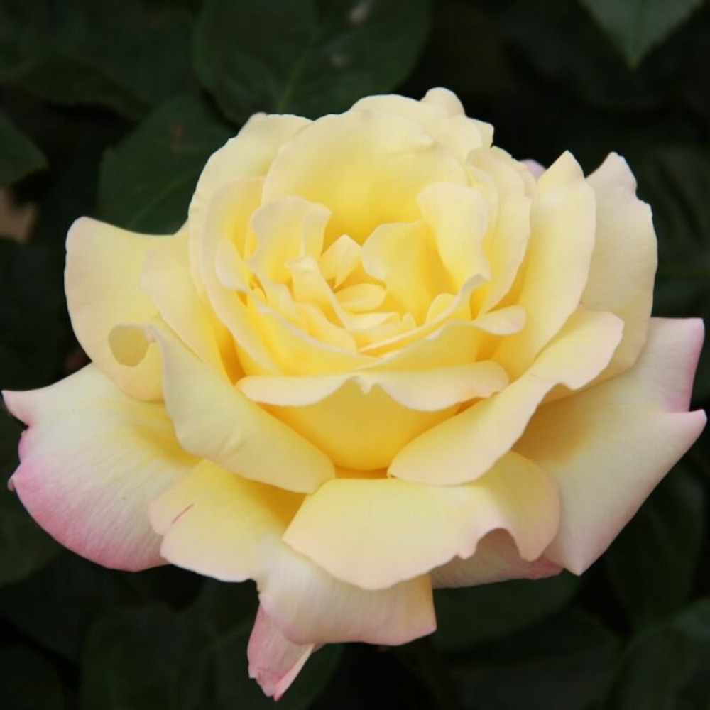 Rosier 'mme a. Meilland' -