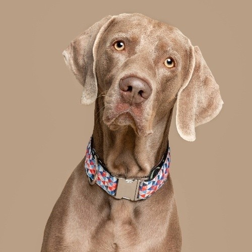 Coleira para cães Baona em nylon reciclado multicolorida