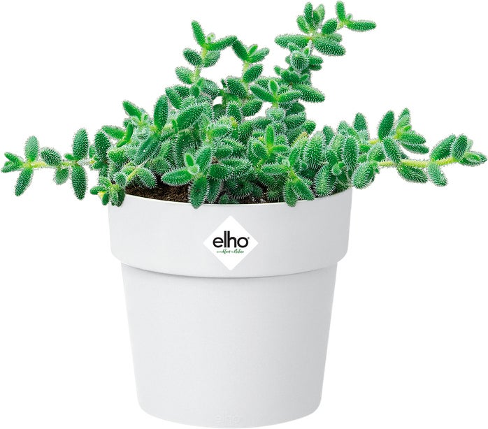 Elho bloempot B. for original wit D 9 H 8,5 cm