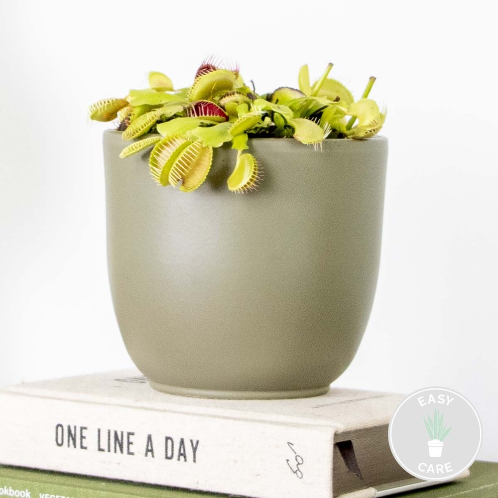 Dionaea muscipula – plante carnivore – peu d'entretien – ⌀12 cm – ↕10-15 cm