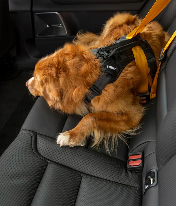 THULE® Hundegeschirr für Autos Cappy