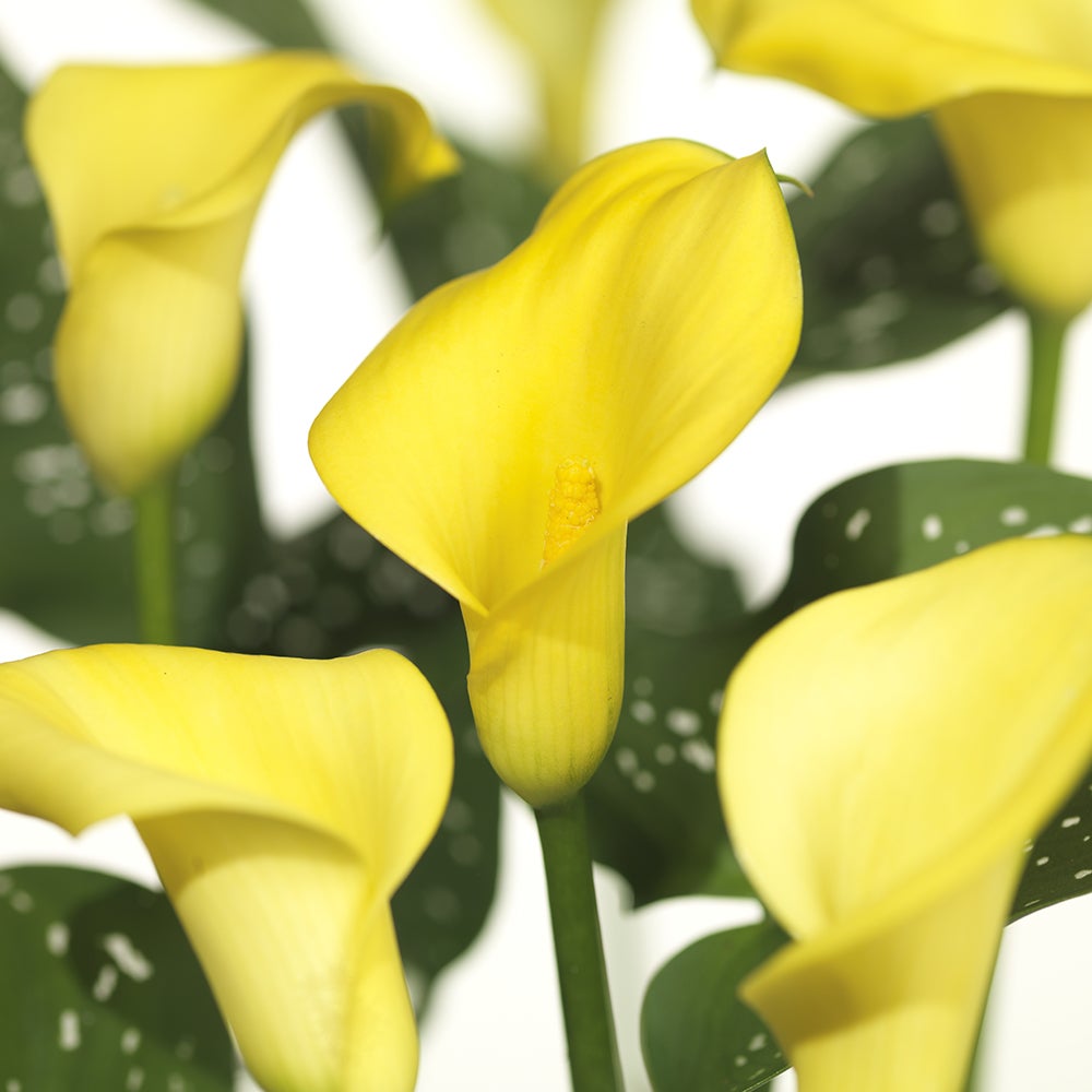 Aronskelk (Zantedeschia 'Sunclub') D 11 H 28 cm
