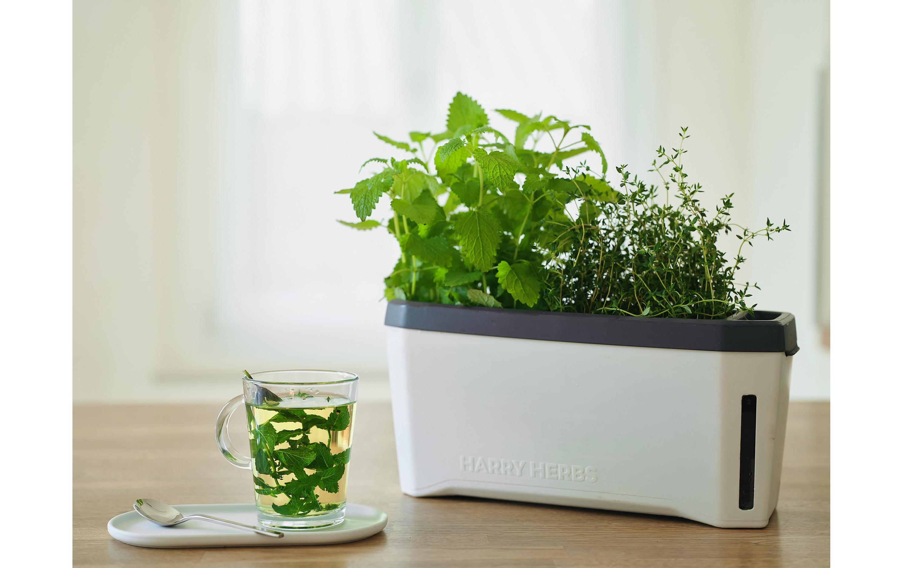Kräutertopf HARRY HERBS mit Haube, WeissPflanzentopf