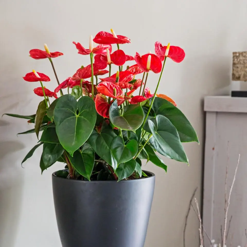 Flamingoplant - Anthurium 'Madural Red' - Hoogte 40-45cm - ø14cm