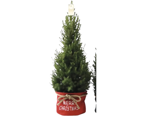 Suikerbroodspar 'Conica' Tas Kerst H 90-100 cm Ø 26 cm Pot Mini Kerstboom geschikt om te planten