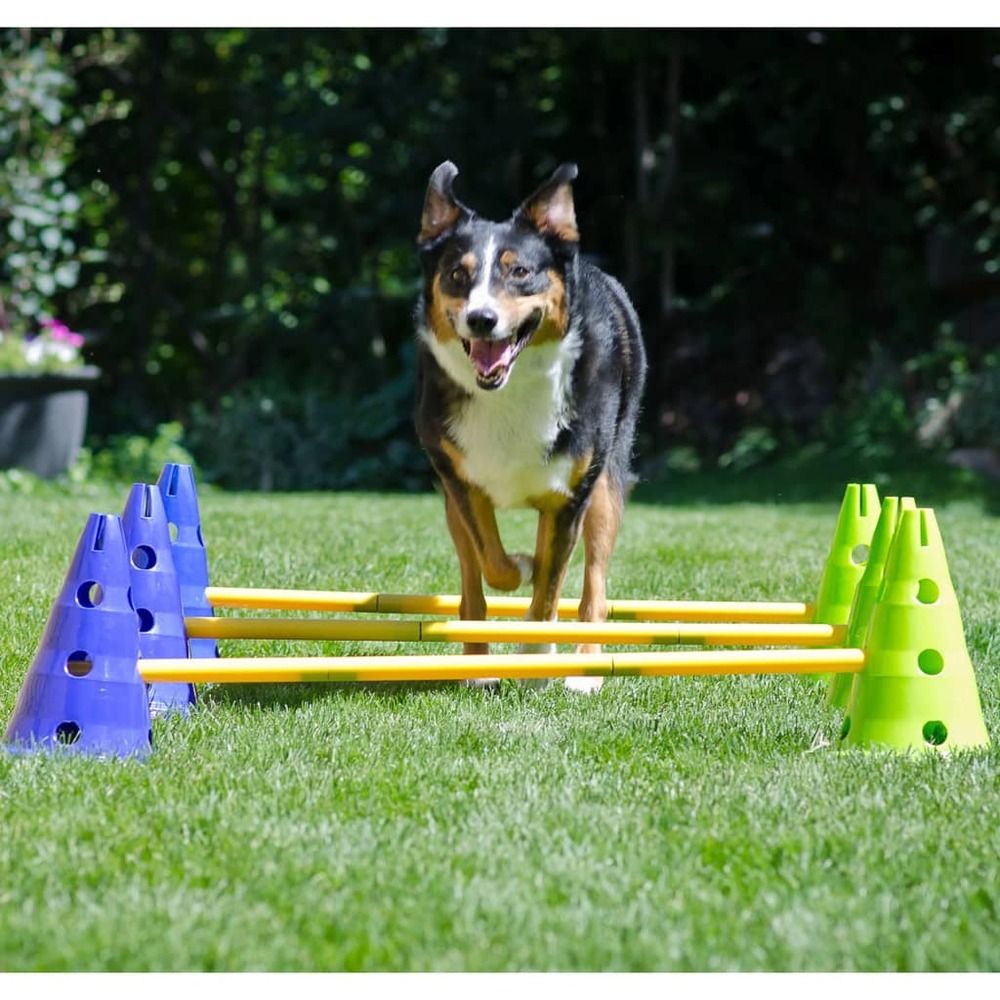 Kit d'agilité pour chiens canine gym