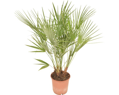 Dwergpalm Chamerops humilis H 80 cm Ø 21 cm pot