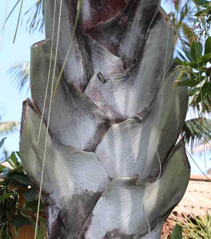 Dypsis decaryi (palmier trièdre) taille pot de 2 litres ? 20/30 cm - vert