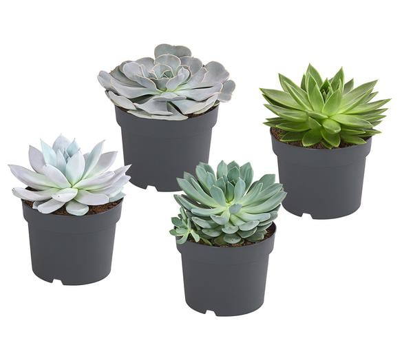 Echeverie - Echeveria Hybride, verschiedene