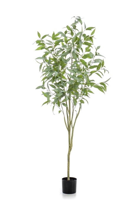 Eucalyptus tree globulus