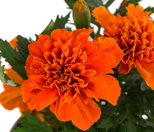 Studentenblume, verschiedene Farben