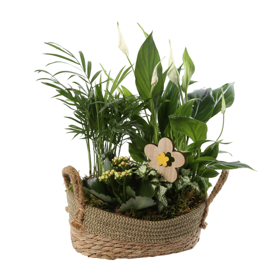 Compo 4 plantes, vannerie D24cm