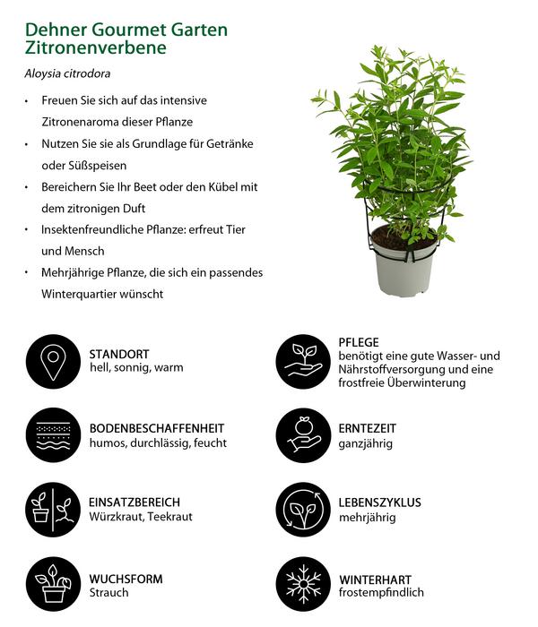 Dehner Gourmet Garten Zitronenverbene