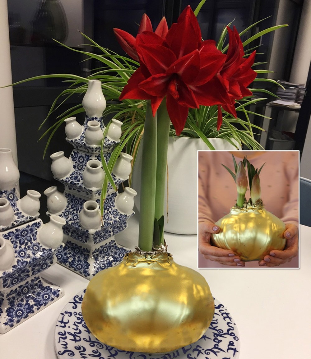 MEGA XXL Wachs-Amaryllis Gold, rote Blüte