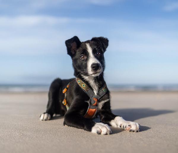 Non-stop dogwear Hundegeschirr Line Harness