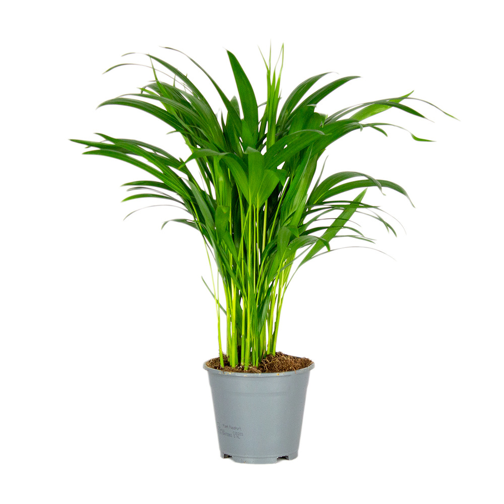Dypsis lutescens - palmier dorés - plante d'intérieur - entretien facile – ⌀14 cm - ↕40-50 cm
