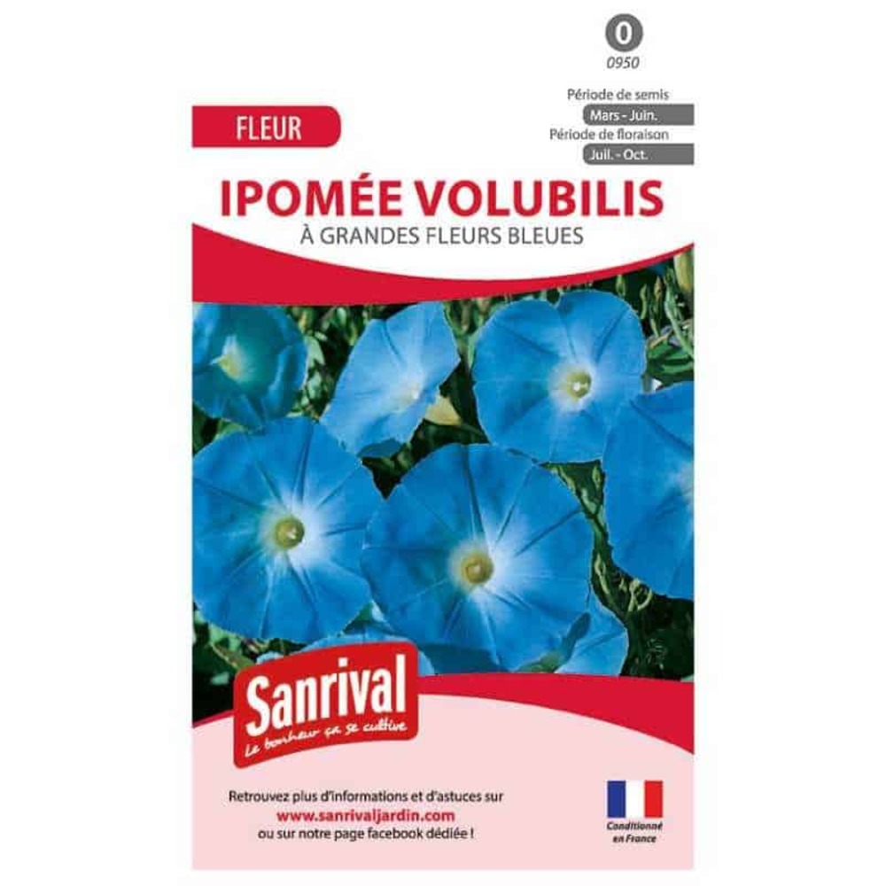 Graines de ipomée volubilis bleue