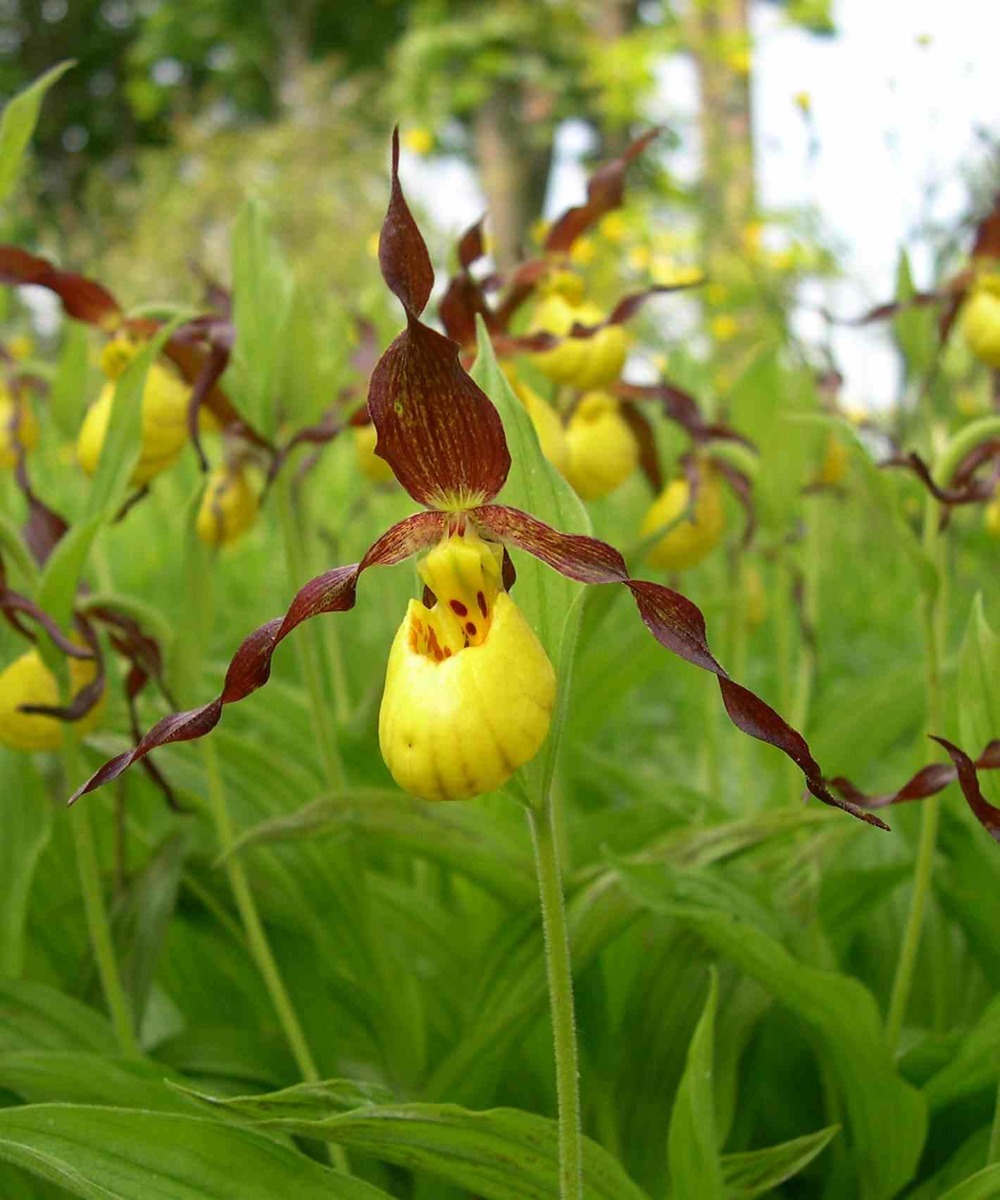 Cypripedium parviflorum (orchidées terrestres) taille pot de 1 litre - 0/40 cm