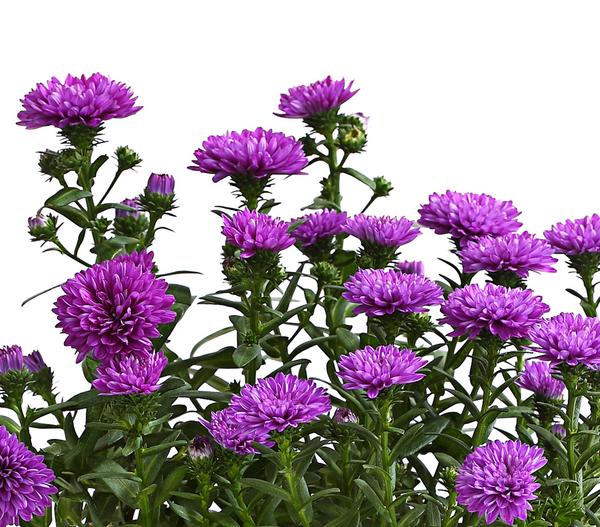 Glattblatt-Aster