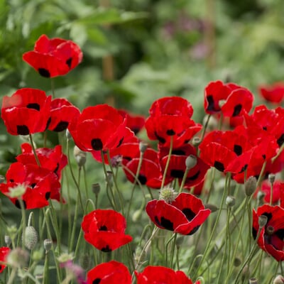 Blumensamen Besondere Mohngewächse