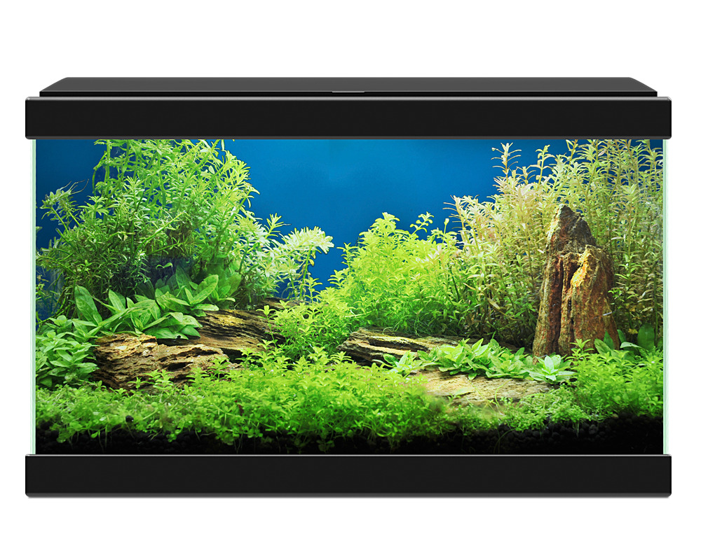 Aqua 20 Cyan Black - 17 Litros - Kit com Iluminação, Filtro e Consumíveis