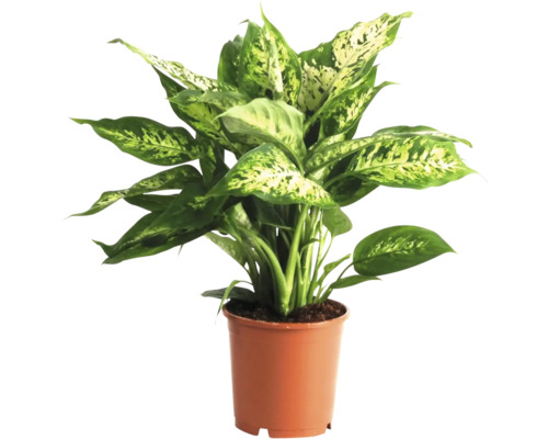 Dieffenbachia FloraSelf Dieffenbachia compacta H 35-45 Ø 12 cm pot