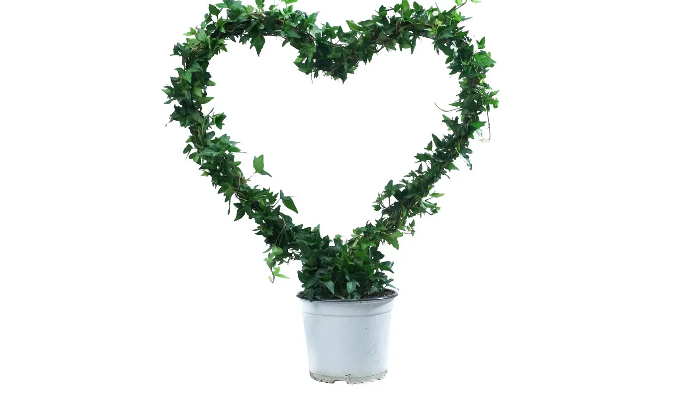 Hedera helix Eføy Høyde 65 cm