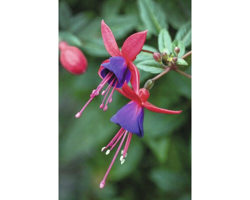 Fuchsia Hangmand FloraSelf Fuchsia Cultivars Ø 21 cm Pot Willekeurige Soortselectie