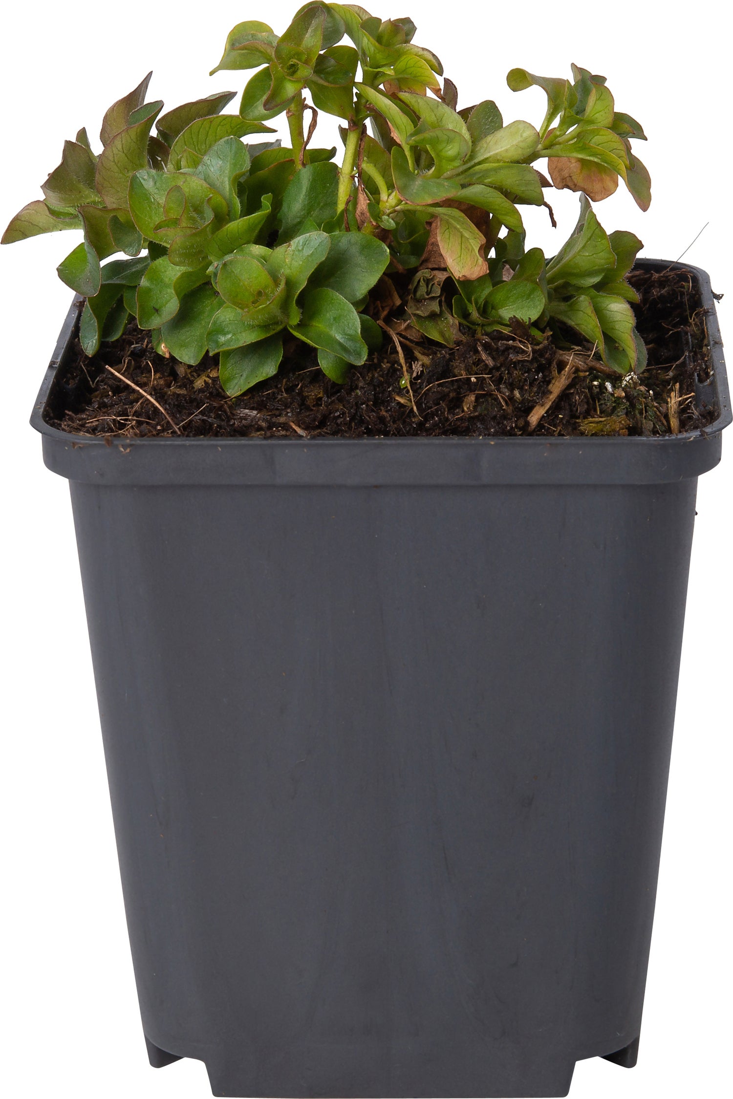 Puntwederik (Lysimachia punctata) D 9 H 10 cm