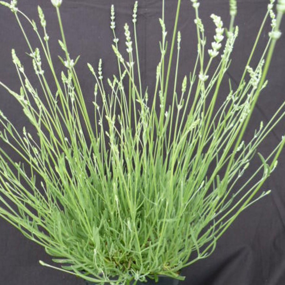 Lavande angustifolia edelweiss/lavandula angustifolia edelweiss[-]pot de 2,5 l - 20/30 cm