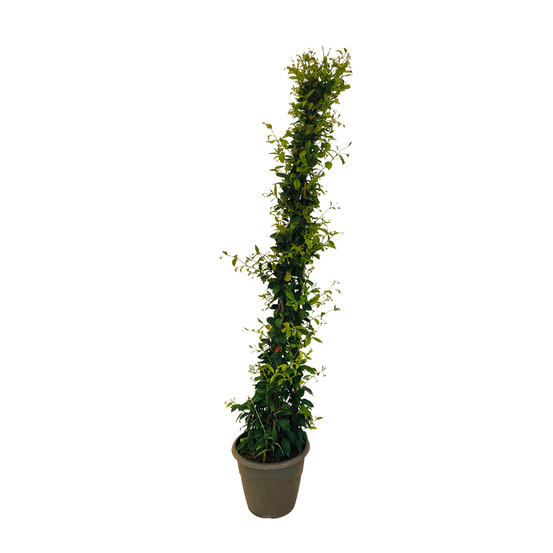Trachelospermum jasminoides : pot 16 Litres en tipi