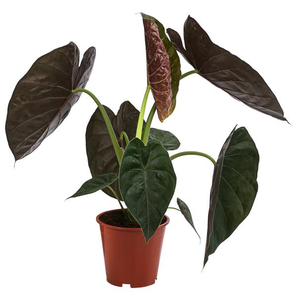 Pfeilblatt - Alocasia 'Wentii'