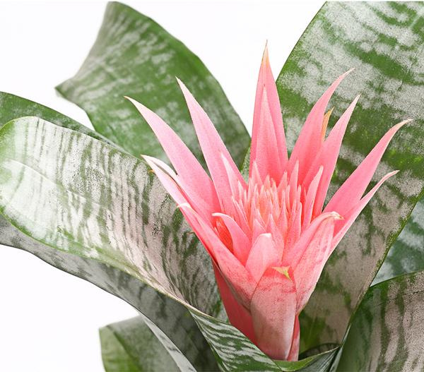 Lanzenrosette - Aechmea fasciata